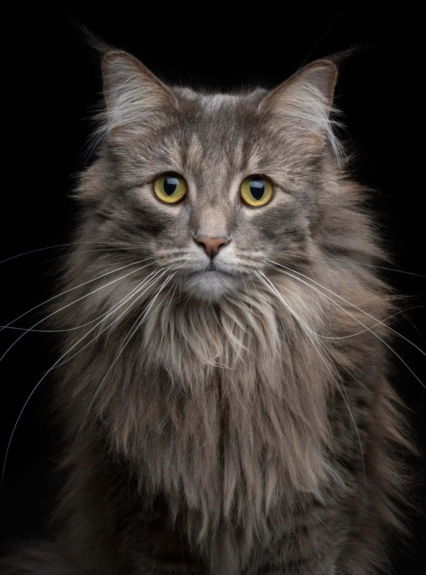 Front-facing portrait of a long-haired Maine Coon cat with yellow eyes.